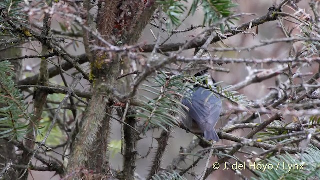 Rufous-vented Tit - ML201521401