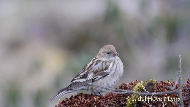 Plain Mountain Finch - ML201521411