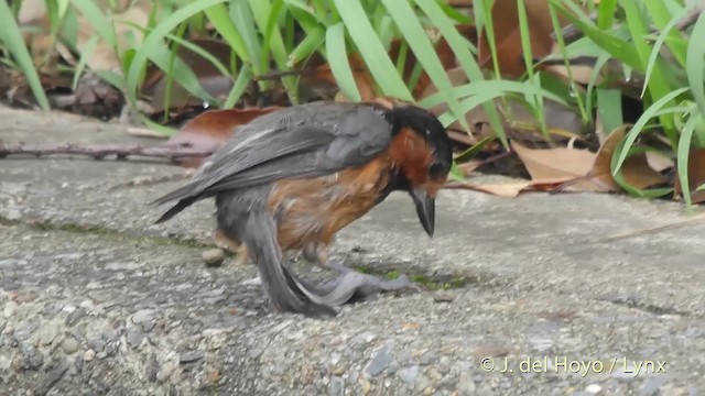 オーストンヤマガラ - eBird