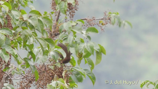 Striated Laughingthrush - ML201521441