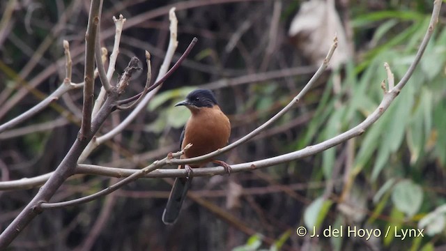 Rufous Sibia - ML201521461