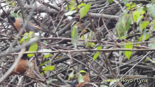 Rufous Sibia - ML201521471