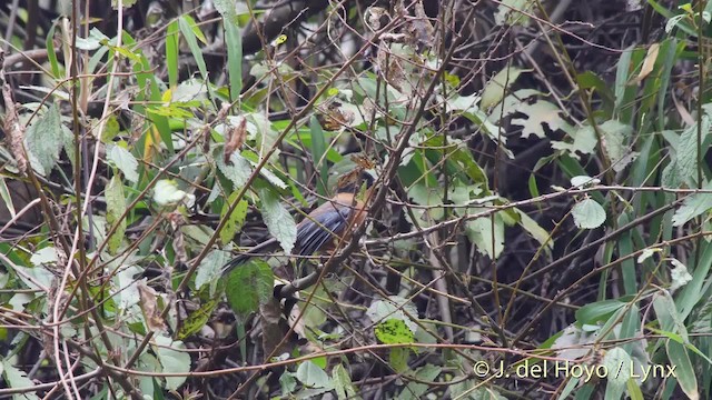 Rufous Sibia - ML201521481
