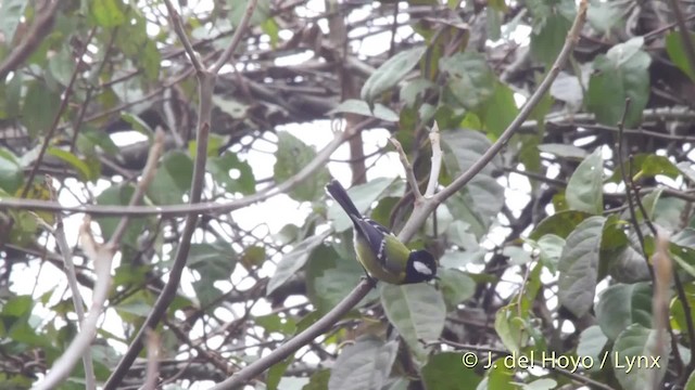 Green-backed Tit - ML201521491