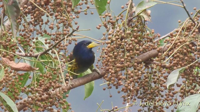 Büyük Barbet - ML201521561