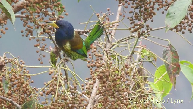 barbet velký - ML201521571