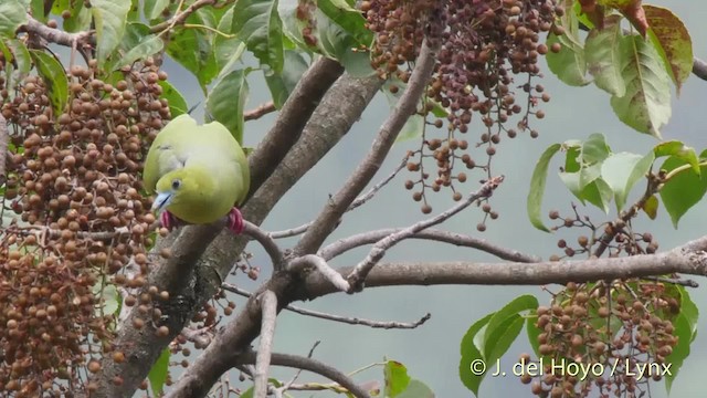 Pin-tailed Green-Pigeon - ML201521581