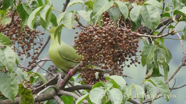 Pin-tailed Green-Pigeon - ML201521591