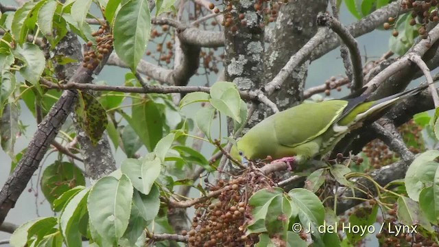 Pin-tailed Green-Pigeon - ML201521601