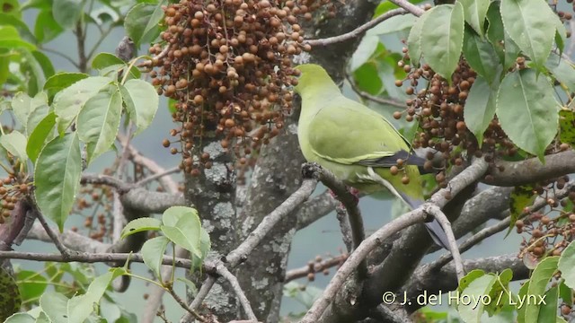 Pin-tailed Green-Pigeon - ML201521611