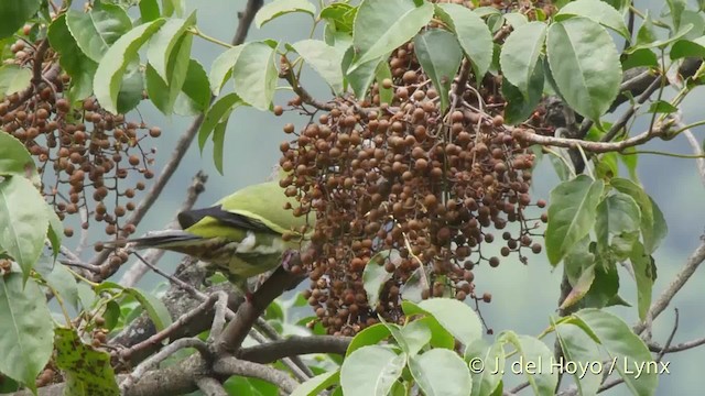 Pin-tailed Green-Pigeon - ML201521621