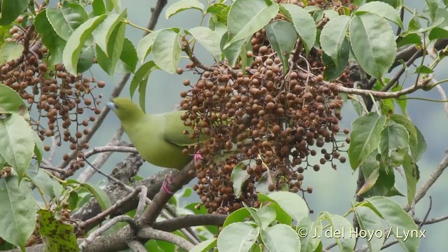 Pin-tailed Green-Pigeon - ML201521631