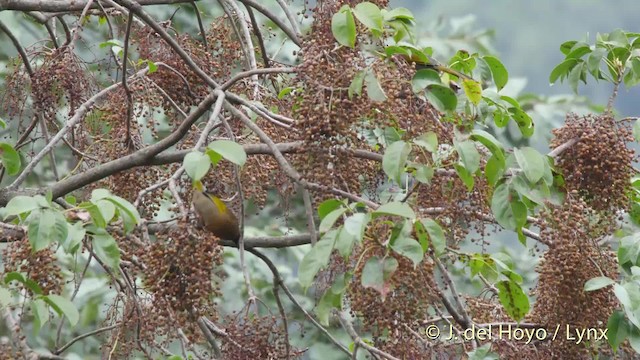 Chestnut-crowned Laughingthrush - ML201521651
