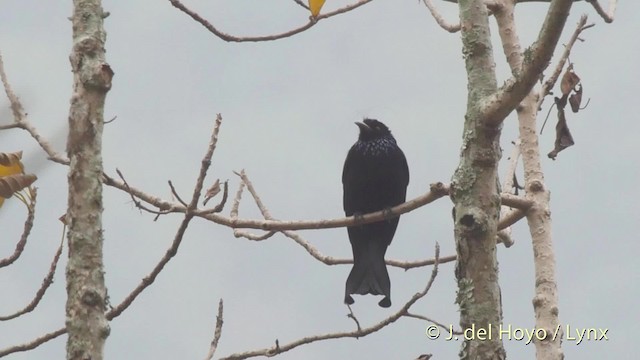 カンムリオウチュウ（hottentottus／brevirostris） - eBird