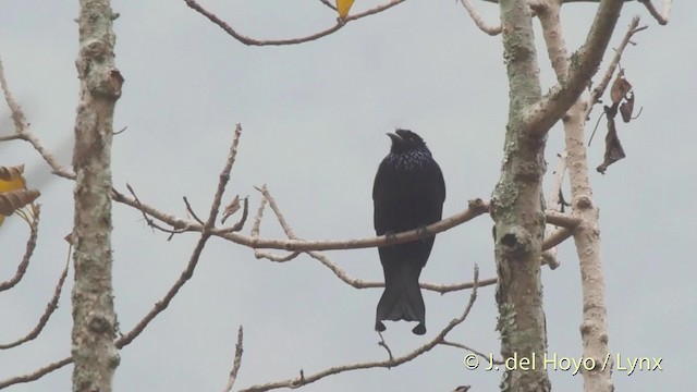 hårdrongo (hottentottus/brevirostris) - ML201521661