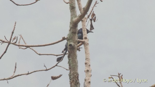 hårdrongo (hottentottus/brevirostris) - ML201521671