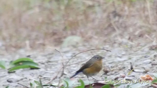 チャムネヒタキ - ML201521681