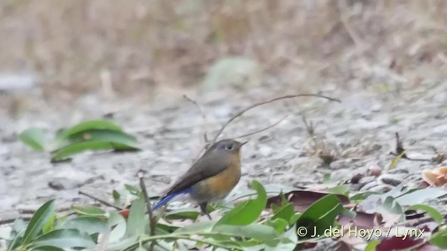 チャムネヒタキ - ML201521691