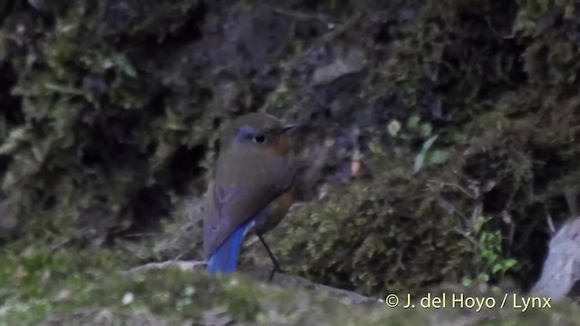 チャムネヒタキ - ML201521701