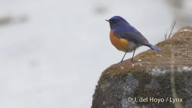 チャムネヒタキ - ML201521711