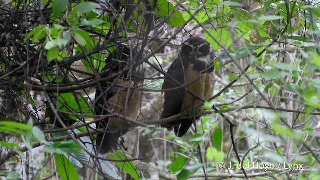 Spectacled Owl - ML201521961