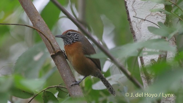 Rufous-breasted Wren - ML201522001