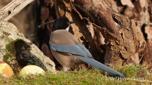 Iberian Magpie - ML201522011