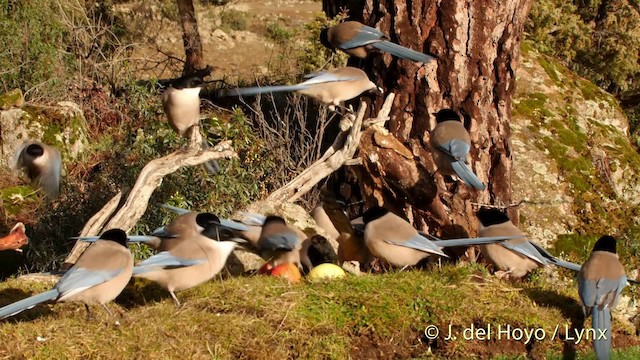 Iberian Magpie - ML201522021