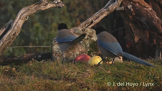 Iberian Magpie - ML201522031