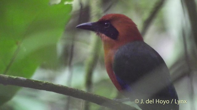 Rufous Motmot - ML201522051