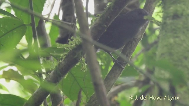 Dusky Antbird (tyrannina/crepera) - ML201522071