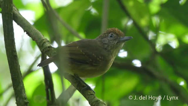 Spot-crowned Antvireo - ML201522081