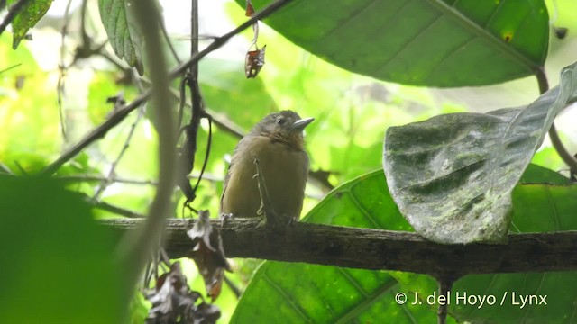 Checker-throated Stipplethroat - ML201522111