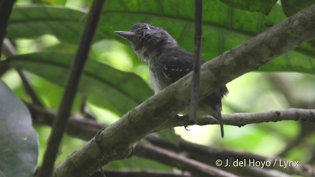 Spot-crowned Antvireo - ML201522161