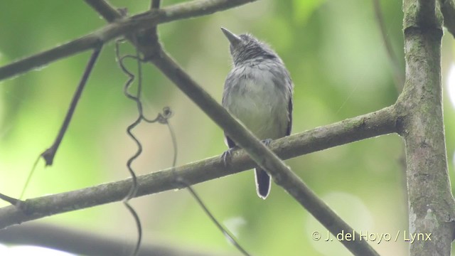 Spot-crowned Antvireo - ML201522171