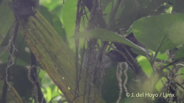 Черноголовый крапивник [группа castaneus] - ML201522201