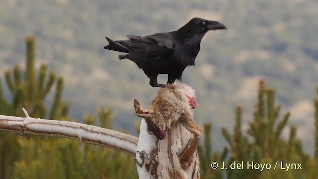 Common Raven - ML201522221