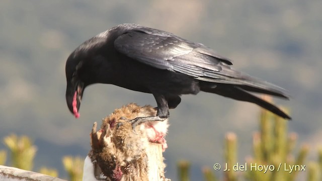 Common Raven - ML201522231