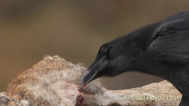 Common Raven - ML201522241