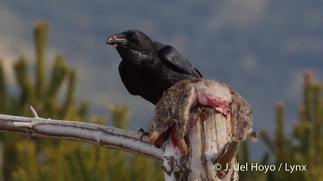 Common Raven - ML201522251