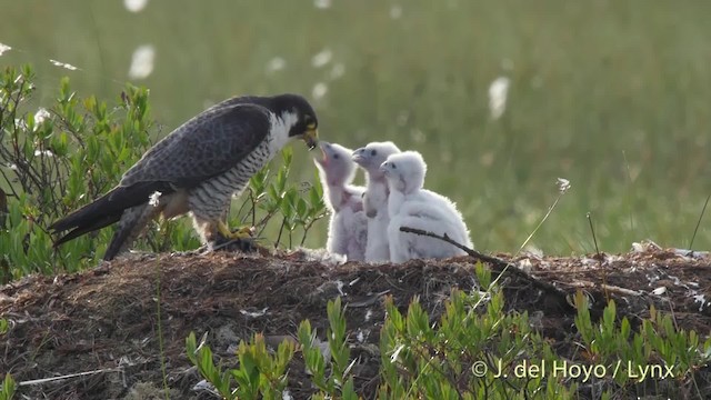 Halcón Peregrino (grupo peregrinus) - ML201522321