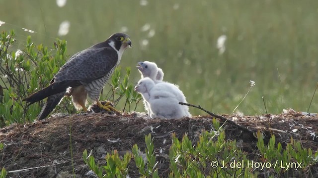 Peregrine Falcon (Eurasian) - ML201522331