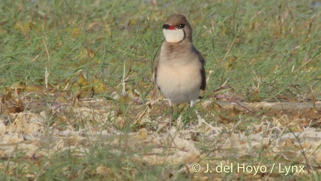 Collared Pratincole - ML201522451