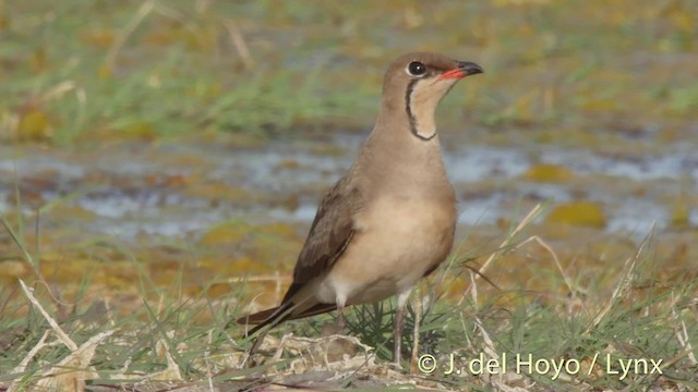 Collared Pratincole - ML201522461