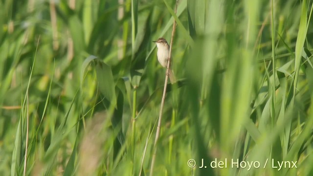 Paddyfield Warbler - ML201522471