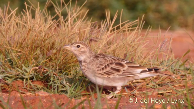 Calandra Lark - ML201522501