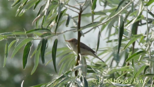 Eastern Olivaceous Warbler - ML201522631