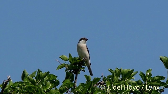 Lesser Gray Shrike - ML201522641