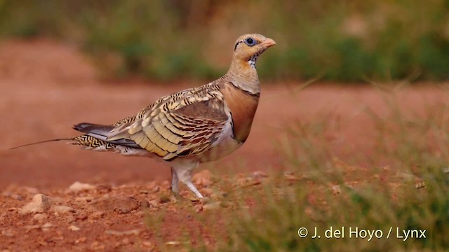 Pin-tailed Sandgrouse (Iberian) - ML201522661