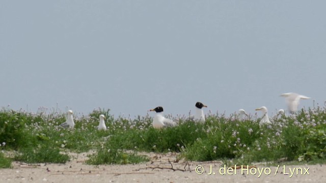 Pallas's Gull - ML201522741